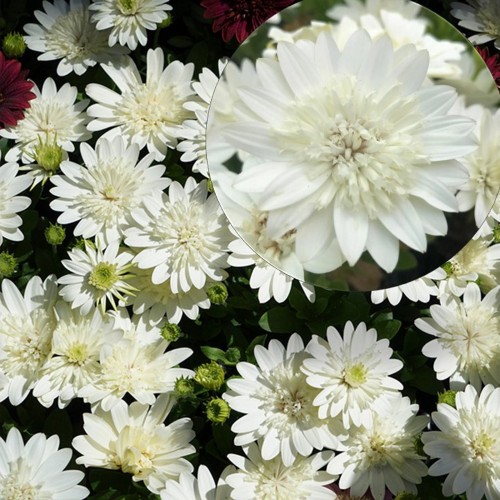 Osteospermum ecklonis 'Erato® Double Clear White' - Eckloni kuldkakar 'Erato® Double Clear White' P9/0,55L